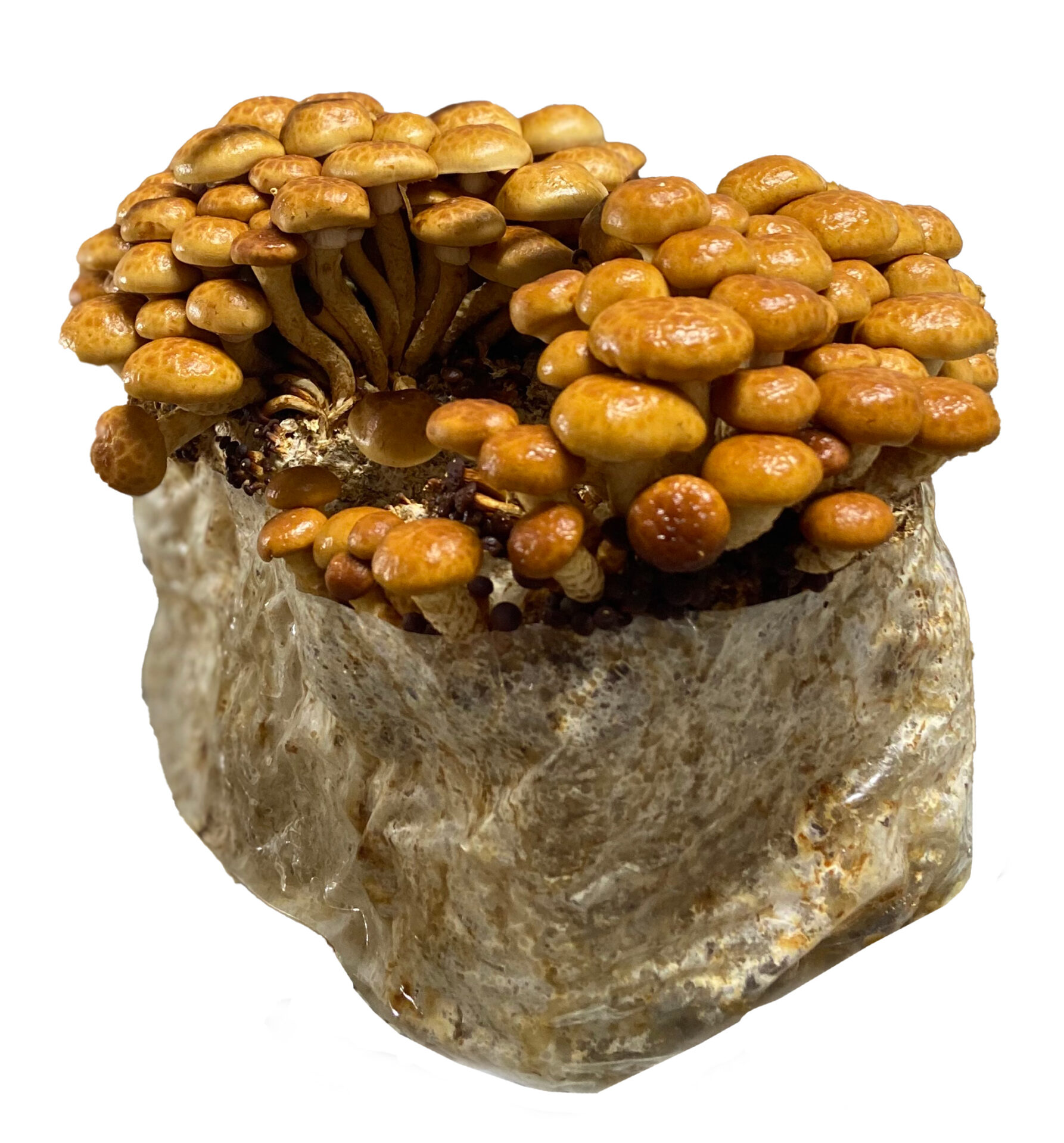 organic Nameko mushrooms