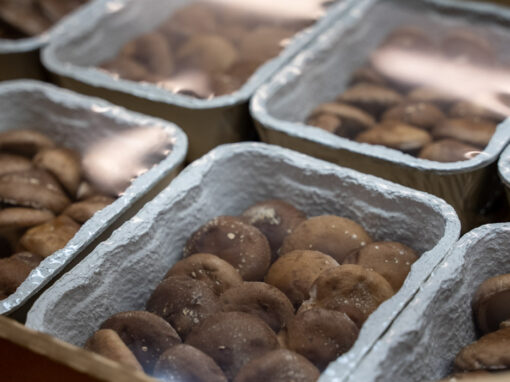 Pulp packaging - shiitake mushrooms retail